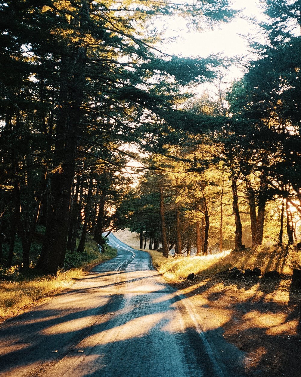Sunlight on a forest road